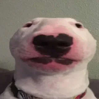 Sticker from Bull Terrier