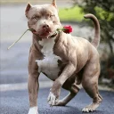❤ emoji DogS Telegram sticker 10 of 35