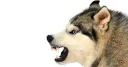 😡 emoji DogS Telegram sticker 19 of 35