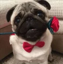 ❤ emoji DogS Telegram sticker 13 of 35