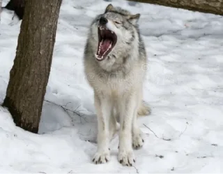 😱 emoji Wolf Telegram sticker 5 of 53