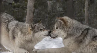 ❤️ emoji Wolf Telegram sticker 21 of 53