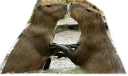 Sticker from Capybara