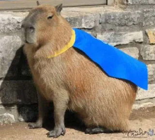 Sticker from Capybara