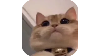 🐱 emoji @Estickrs 🌭 @Dastarkhan_Fatema Telegram sticker 10 of 103