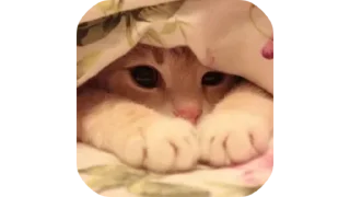 🐱 emoji @Estickrs 🌭 @Dastarkhan_Fatema Telegram sticker 5 of 103
