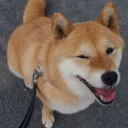 😉 emoji Doge Telegram sticker 24 of 57
