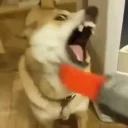 🤬 emoji Doge Telegram sticker 22 of 57