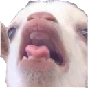 🐑 emoji Emoji Telegram sticker 9 of 15