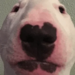 😐 emoji Bull Terrier Telegram sticker 13 of 43