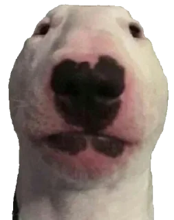 Sticker from Bull Terrier