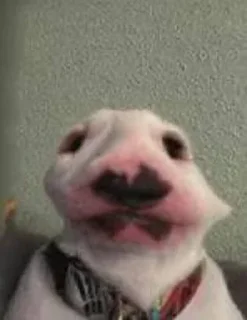 😐 emoji Bull Terrier Telegram sticker 18 of 43