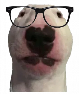 😐 emoji Bull Terrier Telegram sticker 20 of 43