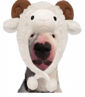 😐 emoji Bull Terrier Telegram sticker 24 of 43