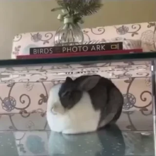 🐰 emoji ֗   𐑺    ۟   jungkook   ͜   ꪫ  ˳     @kimzodiaryy Telegram sticker 8 of 32