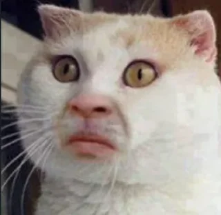 😐 emoji @JESuS420CHRisT CAT PACK Telegram sticker 17 of 116