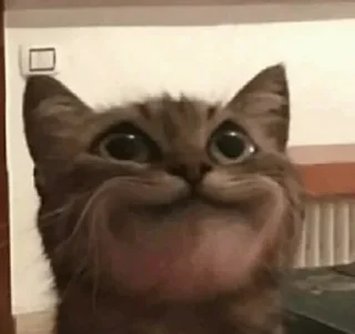 🙂 emoji @JESuS420CHRisT CAT PACK Telegram sticker 24 of 116