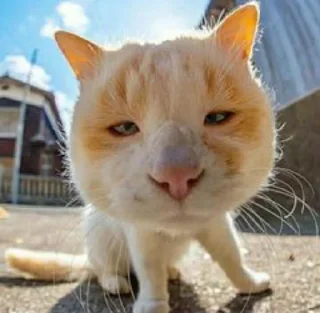😐 emoji @JESuS420CHRisT CAT PACK Telegram sticker 9 of 116