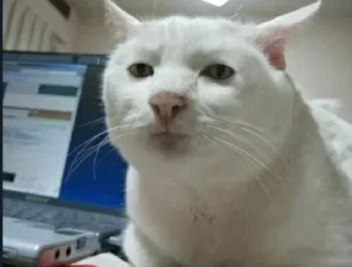 😐 emoji @JESuS420CHRisT CAT PACK Telegram sticker 16 of 116