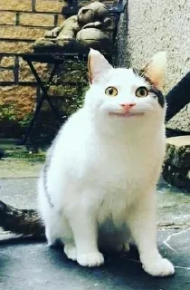 😐 emoji @JESuS420CHRisT CAT PACK Telegram sticker 12 of 116
