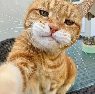 😐 emoji @JESuS420CHRisT CAT PACK Telegram sticker 13 of 116