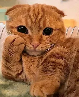 😐 emoji @JESuS420CHRisT CAT PACK Telegram sticker 6 of 116