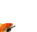 😡 emoji Goldfish's Shitty Meme Pack Telegram sticker 6 of 92