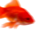 😡 emoji Goldfish's Shitty Meme Pack Telegram sticker 9 of 92