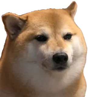 🐶 emoji @InigoPVTCH Pack Telegram sticker 16 of 120
