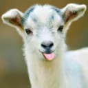 Sticker from Goat