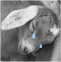 🐐 emoji Goat Telegram sticker 15 of 15