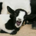 🐐 emoji Goat Telegram sticker 9 of 15