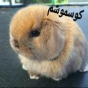 😒 emoji 🐰دوشان🐰 Telegram sticker 20 of 52