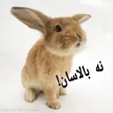 😍 emoji 🐰دوشان🐰 Telegram sticker 21 of 52