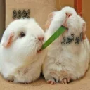 💑 emoji 🐰دوشان🐰 Telegram sticker 12 of 52