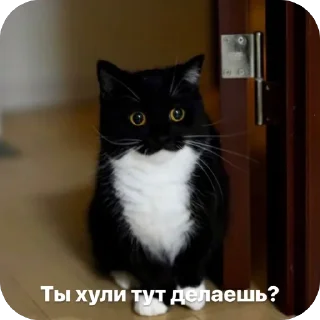 Sticker from Котяры
