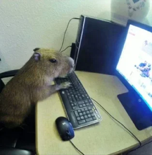 Sticker from Capybara