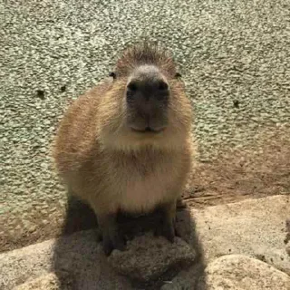 Sticker from Capybara
