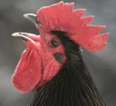 😂 emoji Cocks. @Naashii Telegram sticker 7 of 14