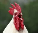😫 emoji Cocks. @Naashii Telegram sticker 14 of 14