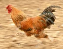 🏃 emoji Cocks. @Naashii Telegram sticker 11 of 14