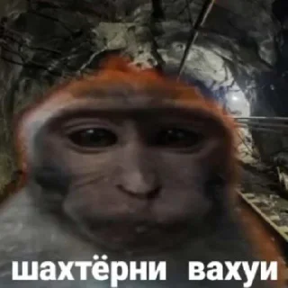 Sticker from вахуи