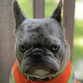 😒 emoji PUG Telegram sticker 21 of 56