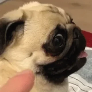 😅 emoji PUG Telegram sticker 1 of 56