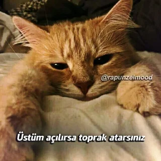 🤩 emoji MAVİ'ın Arak Paketi @cikartmaaraklayicibot Telegram sticker 15 of 80