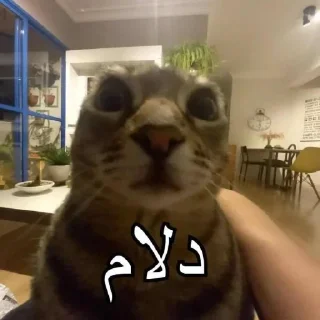 👍 emoji 💀 Meme | @saallak 💀 Telegram sticker 16 of 45