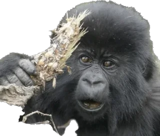 😠 emoji Dian Fossey gorillas Telegram sticker 20 of 39
