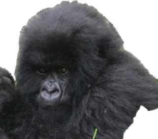 👿 emoji Dian Fossey gorillas Telegram sticker 23 of 39