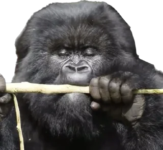 🥰 emoji Dian Fossey gorillas Telegram sticker 14 of 39