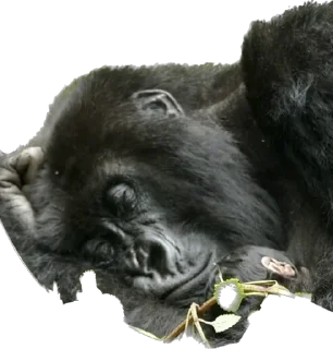 😴 emoji Dian Fossey gorillas Telegram sticker 8 of 39